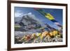 Tents of Mountaineers Scattered Along Khumbu Glacier, Base Camp, Mt Everest, Nepal-David Noyes-Framed Photographic Print