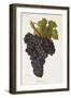 Teoulier Grape-J. Troncy-Framed Giclee Print