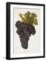 Teoulier Grape-J. Troncy-Framed Giclee Print