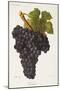 Teoulier Grape-J. Troncy-Mounted Giclee Print