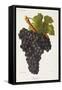 Teoulier Grape-J. Troncy-Framed Stretched Canvas
