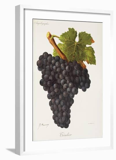 Teoulier Grape-J. Troncy-Framed Giclee Print