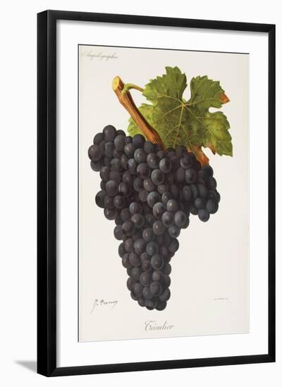 Teoulier Grape-J. Troncy-Framed Giclee Print