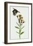 Tephroseris Flammea I-Melissa Wang-Framed Art Print