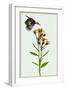 Tephroseris Flammea I-Melissa Wang-Framed Art Print