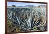 Tequila is made from the blue agave plant in the state of Jalisco and mostly around the city of Teq-Peter Groenendijk-Framed Photographic Print