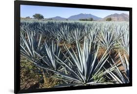 Tequila is made from the blue agave plant in the state of Jalisco and mostly around the city of Teq-Peter Groenendijk-Framed Photographic Print