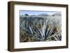 Tequila is made from the blue agave plant in the state of Jalisco and mostly around the city of Teq-Peter Groenendijk-Framed Photographic Print