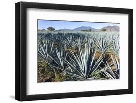 Tequila is made from the blue agave plant in the state of Jalisco and mostly around the city of Teq-Peter Groenendijk-Framed Photographic Print