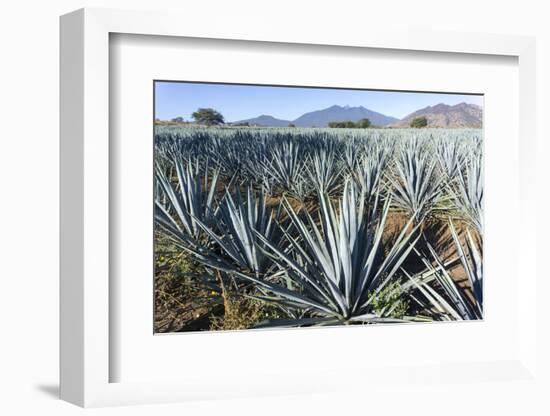 Tequila is made from the blue agave plant in the state of Jalisco and mostly around the city of Teq-Peter Groenendijk-Framed Photographic Print