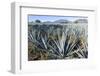 Tequila is made from the blue agave plant in the state of Jalisco and mostly around the city of Teq-Peter Groenendijk-Framed Photographic Print