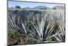 Tequila is made from the blue agave plant in the state of Jalisco and mostly around the city of Teq-Peter Groenendijk-Mounted Photographic Print