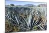 Tequila is made from the blue agave plant in the state of Jalisco and mostly around the city of Teq-Peter Groenendijk-Mounted Photographic Print