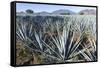 Tequila is made from the blue agave plant in the state of Jalisco and mostly around the city of Teq-Peter Groenendijk-Framed Stretched Canvas