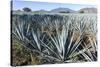 Tequila is made from the blue agave plant in the state of Jalisco and mostly around the city of Teq-Peter Groenendijk-Stretched Canvas