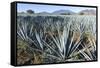 Tequila is made from the blue agave plant in the state of Jalisco and mostly around the city of Teq-Peter Groenendijk-Framed Stretched Canvas