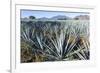 Tequila is made from the blue agave plant in the state of Jalisco and mostly around the city of Teq-Peter Groenendijk-Framed Photographic Print