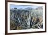 Tequila is made from the blue agave plant in the state of Jalisco and mostly around the city of Teq-Peter Groenendijk-Framed Photographic Print