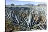 Tequila is made from the blue agave plant in the state of Jalisco and mostly around the city of Teq-Peter Groenendijk-Stretched Canvas