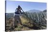 Tequila is made from the blue agave plant in the state of Jalisco and mostly around the city of Teq-Peter Groenendijk-Stretched Canvas