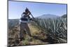 Tequila is made from the blue agave plant in the state of Jalisco and mostly around the city of Teq-Peter Groenendijk-Mounted Photographic Print