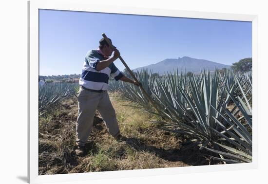 Tequila is made from the blue agave plant in the state of Jalisco and mostly around the city of Teq-Peter Groenendijk-Framed Photographic Print