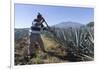 Tequila is made from the blue agave plant in the state of Jalisco and mostly around the city of Teq-Peter Groenendijk-Framed Photographic Print