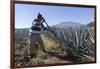 Tequila is made from the blue agave plant in the state of Jalisco and mostly around the city of Teq-Peter Groenendijk-Framed Photographic Print