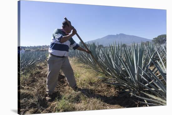 Tequila is made from the blue agave plant in the state of Jalisco and mostly around the city of Teq-Peter Groenendijk-Stretched Canvas