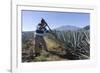 Tequila is made from the blue agave plant in the state of Jalisco and mostly around the city of Teq-Peter Groenendijk-Framed Photographic Print