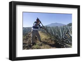 Tequila is made from the blue agave plant in the state of Jalisco and mostly around the city of Teq-Peter Groenendijk-Framed Premium Photographic Print