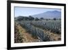 Tequila is made from the blue agave plant in the state of Jalisco and mostly around the city of Teq-Peter Groenendijk-Framed Photographic Print