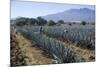 Tequila is made from the blue agave plant in the state of Jalisco and mostly around the city of Teq-Peter Groenendijk-Mounted Photographic Print