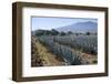 Tequila is made from the blue agave plant in the state of Jalisco and mostly around the city of Teq-Peter Groenendijk-Framed Photographic Print