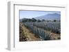 Tequila is made from the blue agave plant in the state of Jalisco and mostly around the city of Teq-Peter Groenendijk-Framed Photographic Print