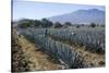 Tequila is made from the blue agave plant in the state of Jalisco and mostly around the city of Teq-Peter Groenendijk-Stretched Canvas