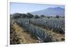 Tequila is made from the blue agave plant in the state of Jalisco and mostly around the city of Teq-Peter Groenendijk-Framed Photographic Print