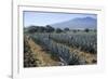 Tequila is made from the blue agave plant in the state of Jalisco and mostly around the city of Teq-Peter Groenendijk-Framed Photographic Print