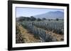 Tequila is made from the blue agave plant in the state of Jalisco and mostly around the city of Teq-Peter Groenendijk-Framed Photographic Print