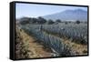 Tequila is made from the blue agave plant in the state of Jalisco and mostly around the city of Teq-Peter Groenendijk-Framed Stretched Canvas
