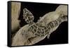 Teratolepis Fasciata (Carrot-Tailed Viper Gecko)-Paul Starosta-Framed Stretched Canvas