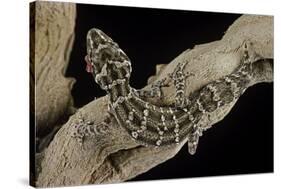 Teratolepis Fasciata (Carrot-Tailed Viper Gecko)-Paul Starosta-Stretched Canvas