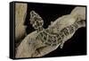 Teratolepis Fasciata (Carrot-Tailed Viper Gecko)-Paul Starosta-Framed Stretched Canvas