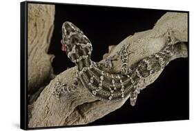 Teratolepis Fasciata (Carrot-Tailed Viper Gecko)-Paul Starosta-Framed Stretched Canvas