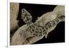 Teratolepis Fasciata (Carrot-Tailed Viper Gecko)-Paul Starosta-Framed Photographic Print