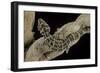 Teratolepis Fasciata (Carrot-Tailed Viper Gecko)-Paul Starosta-Framed Photographic Print