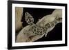 Teratolepis Fasciata (Carrot-Tailed Viper Gecko)-Paul Starosta-Framed Photographic Print