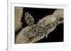 Teratolepis Fasciata (Carrot-Tailed Viper Gecko)-Paul Starosta-Framed Photographic Print