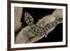 Teratolepis Fasciata (Carrot-Tailed Viper Gecko)-Paul Starosta-Framed Photographic Print