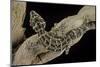 Teratolepis Fasciata (Carrot-Tailed Viper Gecko)-Paul Starosta-Mounted Photographic Print